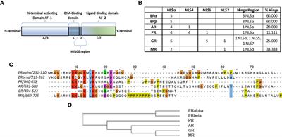 Importins involved in the nuclear transportation of steroid hormone receptors: In silico and in vitro data